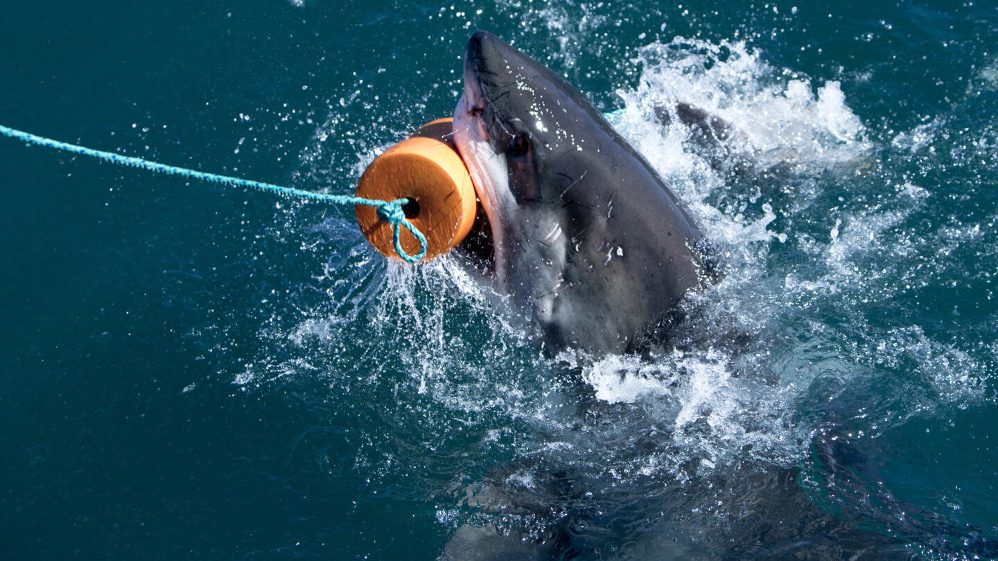 Shark Wranglers
