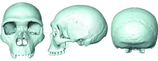 Scientists Recreate Skull of Human-Neanderthal Ancestor