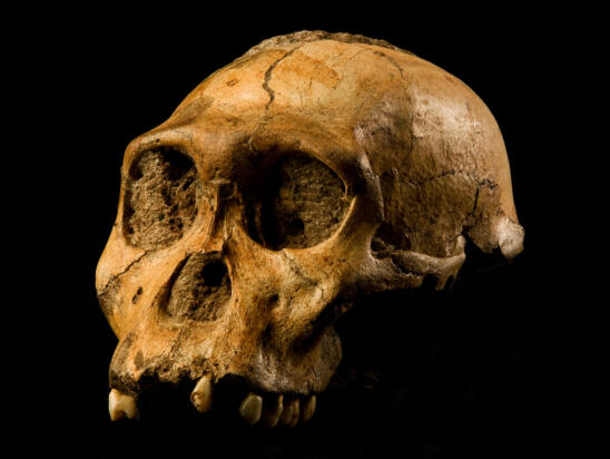 Human Traits May Not Have Evolved All At Once, Scientists Say