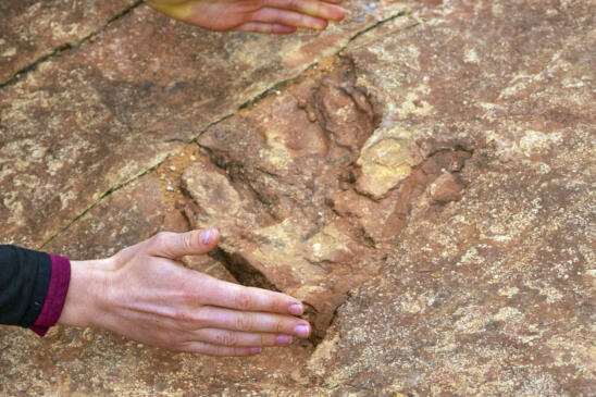 Why Are Tourists in Utah Throwing Dino Footprints Into a Lake?