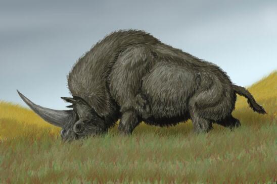 Giant “Siberian Unicorn” and Humans May Have Roamed the World Together