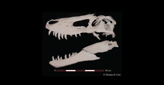 Adolescent T. Rex “Jane” Fills in Gaps in Scientists’ Understanding