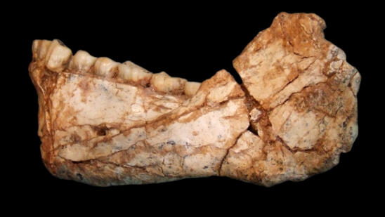 How Homo Sapiens Fossils Found in Morocco May Rewrite the Human Story