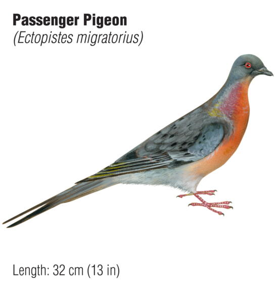 The Revival of the Passenger Pigeon?