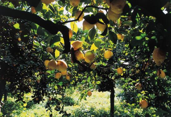 How Citrus Fruits Became an Ancient Status Symbol