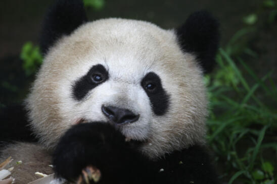 Panda Diplomacy: The World’s Cutest Ambassadors