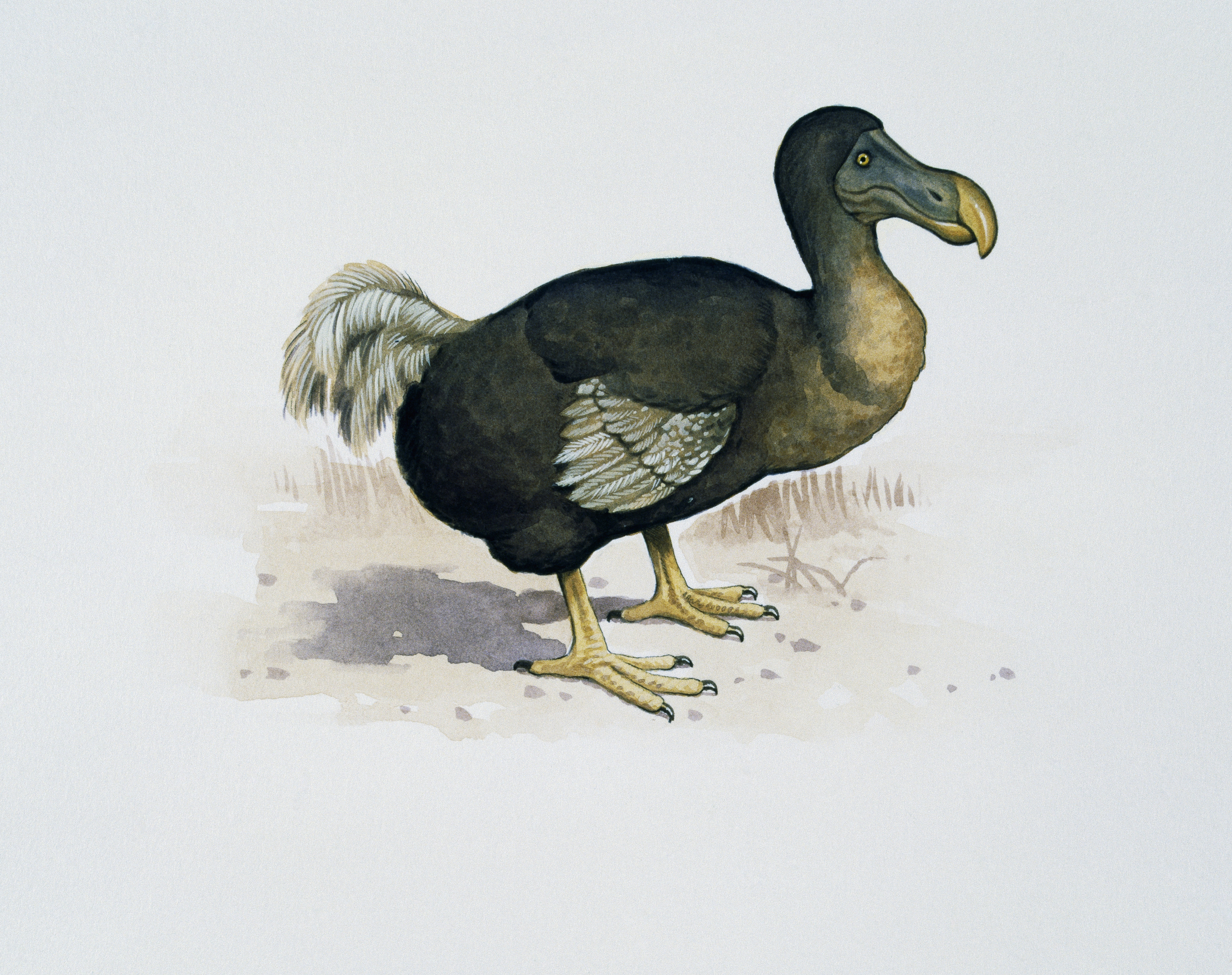 Scientists Say Dodo Birds May Actually Have Been Pretty Smart - HISTORY