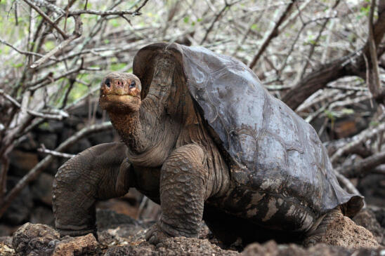 Long-Extinct Galápagos Tortoise Species May Be On Its Way Back