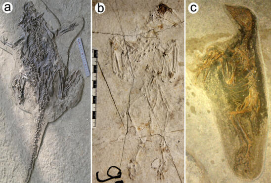 Pompeii-like Eruptions Killed Animals in Ancient China