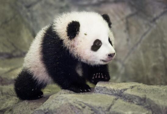 When “Panda-Monium” Swept America