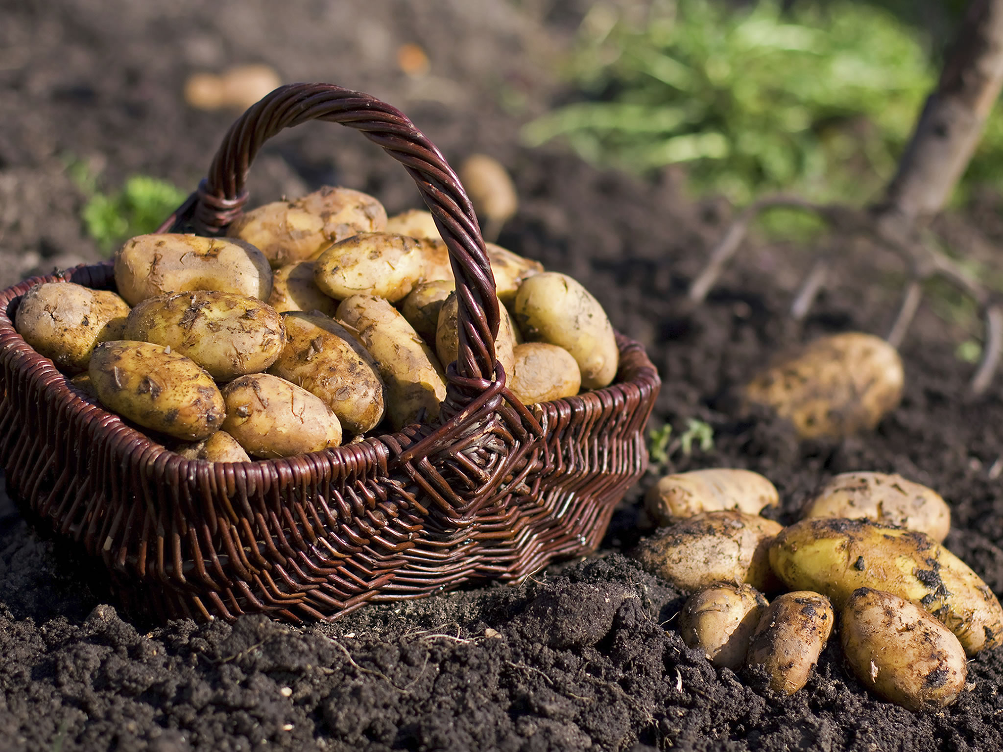 potato famine mystery solved