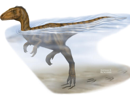 Dinosaurs Were Strong Swimmers, Study Suggests