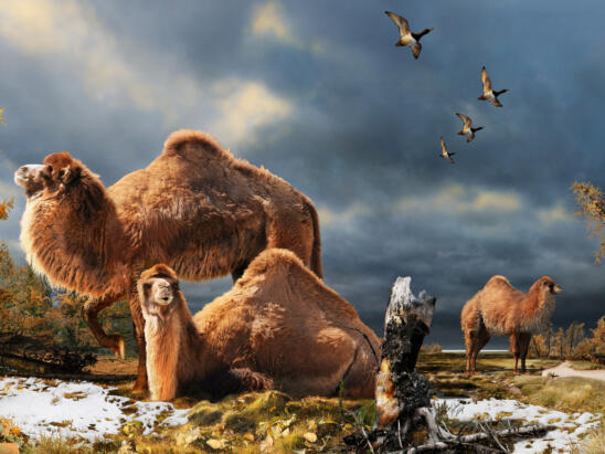 Giant Ancient Camel Roamed the Arctic