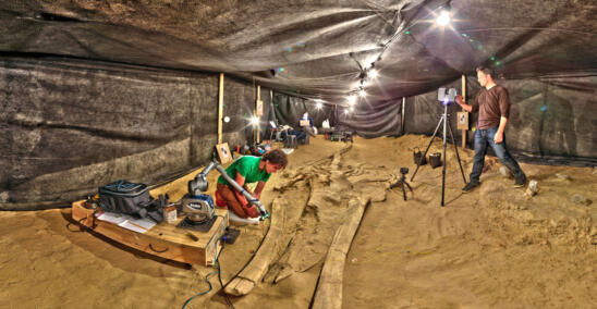 Scientists Probe Mystery Behind Chile’s Ancient Whale Graveyard