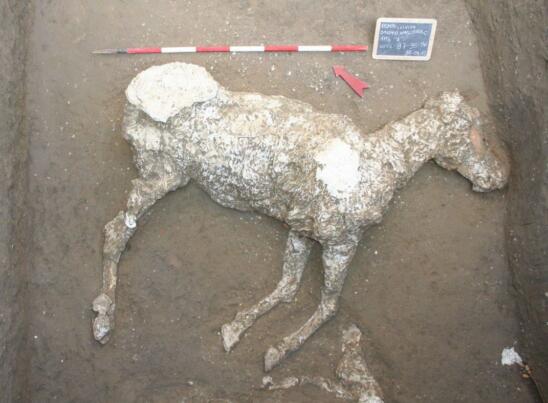 Discovered: Eerie Outline of Horse That Died at Pompeii