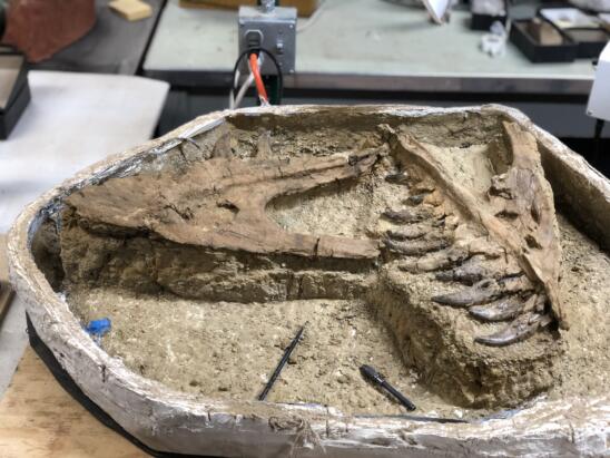 7-Year-Old T. Rex Found in Montana is a ‘1 in 100 Million’ Discovery