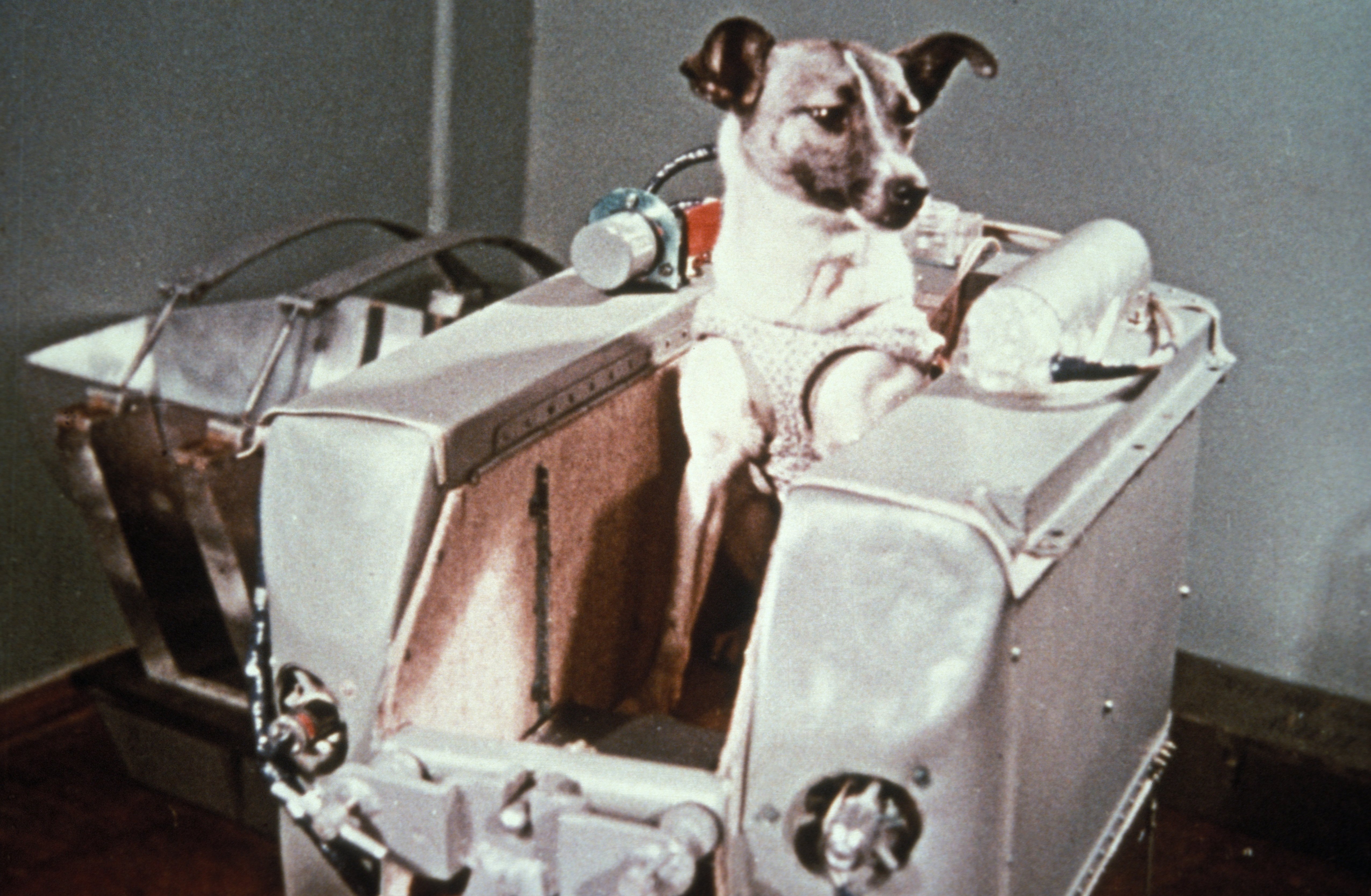 What Was The First Animal In Space History