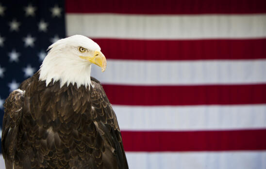 How did the bald eagle become America’s national bird?