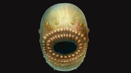 You’ll Never Guess What Our Oldest Known Ancestor Looked Like