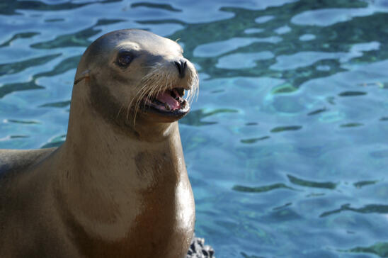 Ancient DNA Suggests Seals Brought Tuberculosis to New World