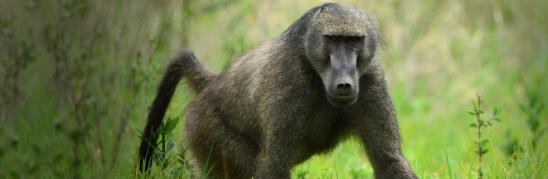 Scientists Decode Secrets of 15-Million-Year-Old Monkey Brain