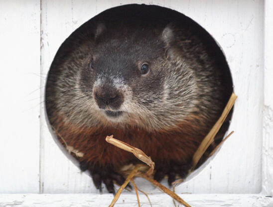 Beyond Punxsutawney: Meet the Other Groundhogs