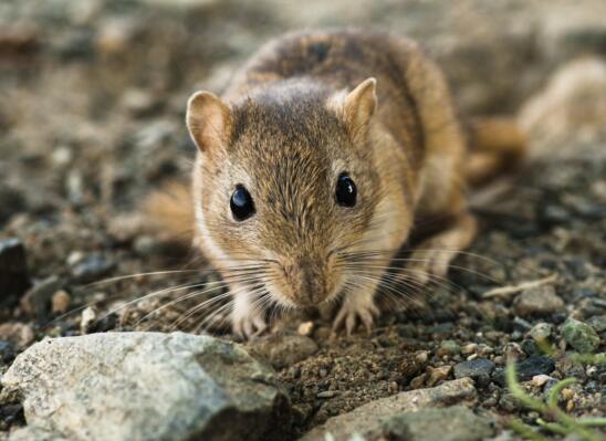 Scientists Blame Gerbils (Not Rats) for the Black Death