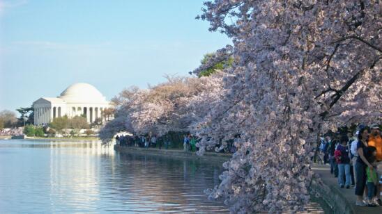 When Washington D.C.’s Iconic Cherry Blossoms Had to be Removed