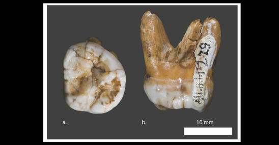 DNA in Tooth Yields New Insight Into Ancient Human Cousin