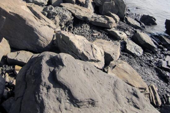 Important New Site for Dinosaur Fossils Discovered in Alaska