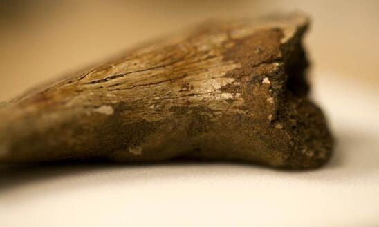 Scientists Find Soft Tissue in 75-Million-Year-Old Dinosaur Bones