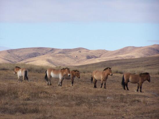 Horse Domestication Happened Across Eurasia, Study Shows