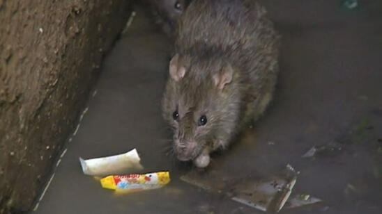 Outbreak of Bubonic Plague Hits Madagascar Village