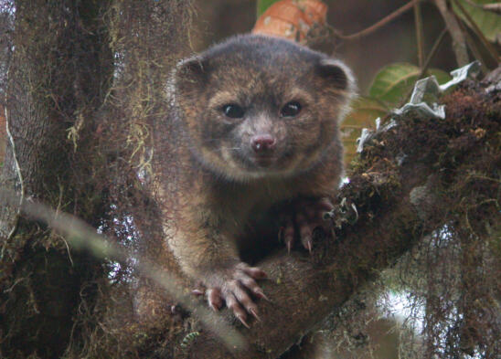 New Mammal Discovered in the Americas