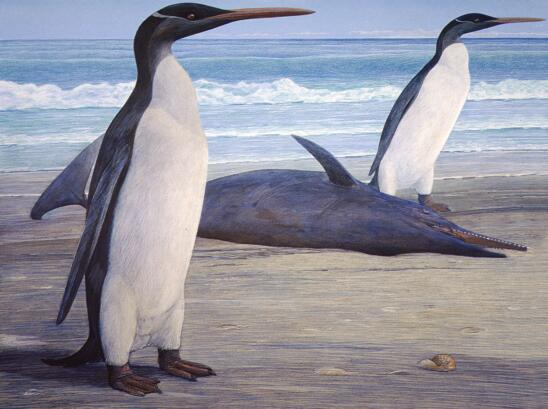 Giant Prehistoric Penguin Reconstructed