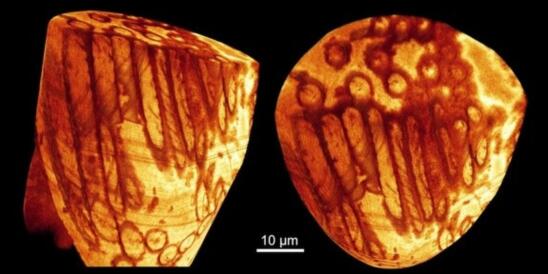 Scientists Find World’s Oldest Sperm