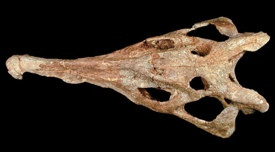 Prehistoric Crocodile-Like Species Discovered in Texas