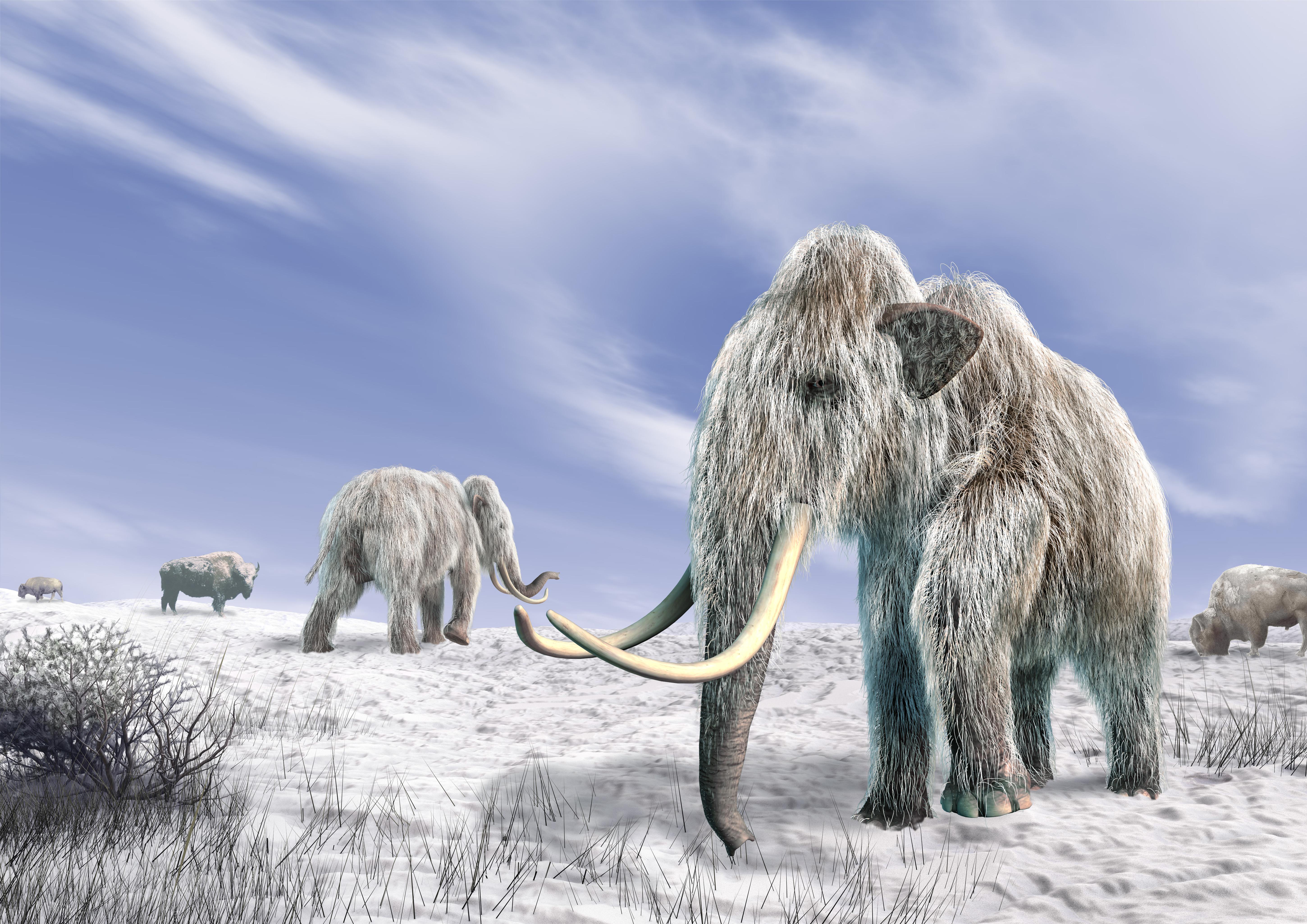 Can Scientists Clone a Woolly Mammoth? Should They? HISTORY