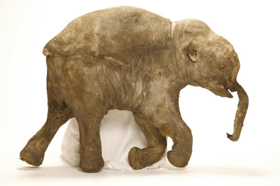 X-rays Provide Glimpse Into Short Lives of Baby Mammoths