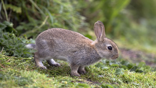 Rabbits Unearth Ancient Treasures at English Landmark