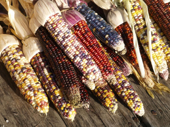 Indian Corn: A Fall Favorite