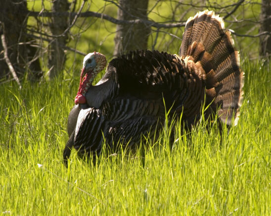 Turkey Talk: The Story Behind Your Thanksgiving Bird