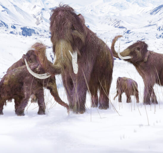 Scientists Say They Could Bring Back Woolly Mammoths Within Two Years