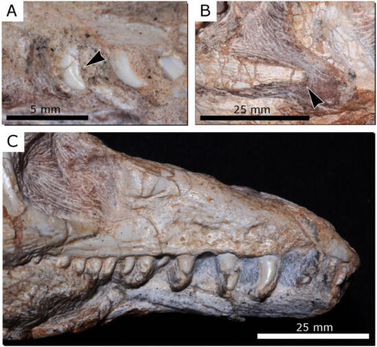 Newly Discovered Ancient Reptile May Shed Light on Dinosaurs’ Origins