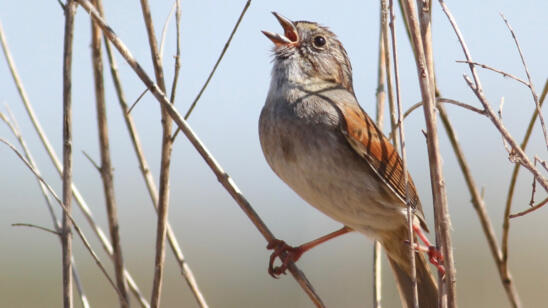 These Birds Have Sung the Same Songs for 1,000 Years