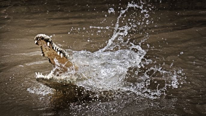 These Humans Survived Crocodile Attacks. Here Are 6 Ways You Can, Too