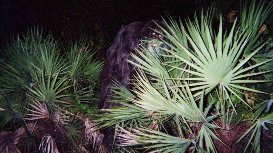 Skunk Ape
