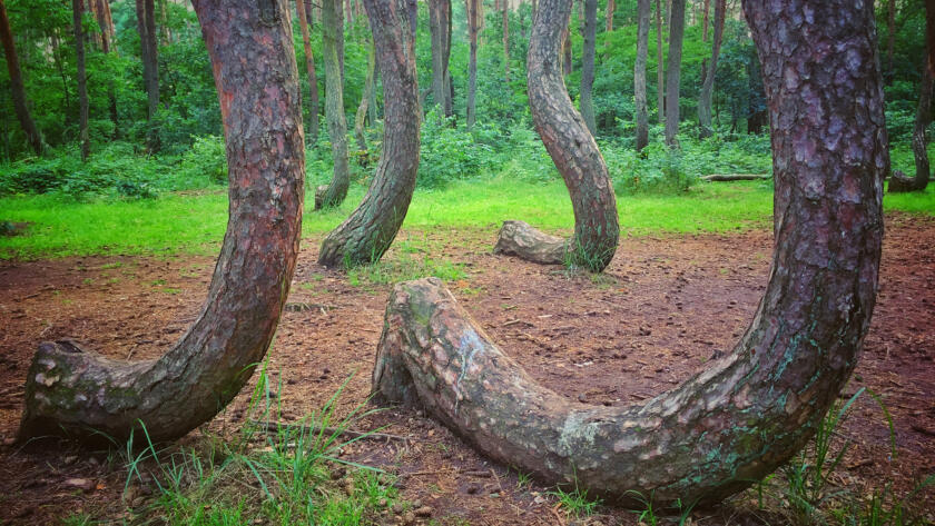 Poland's Crooked Forest