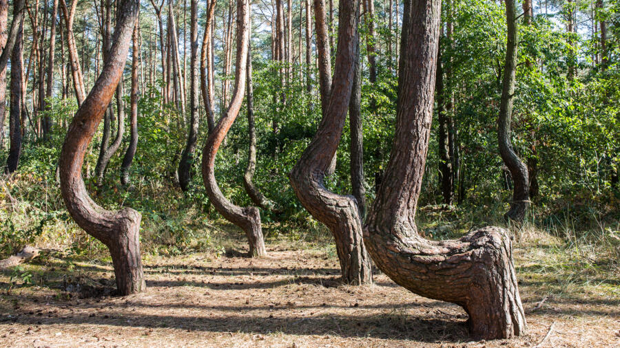Poland's Crooked Forest