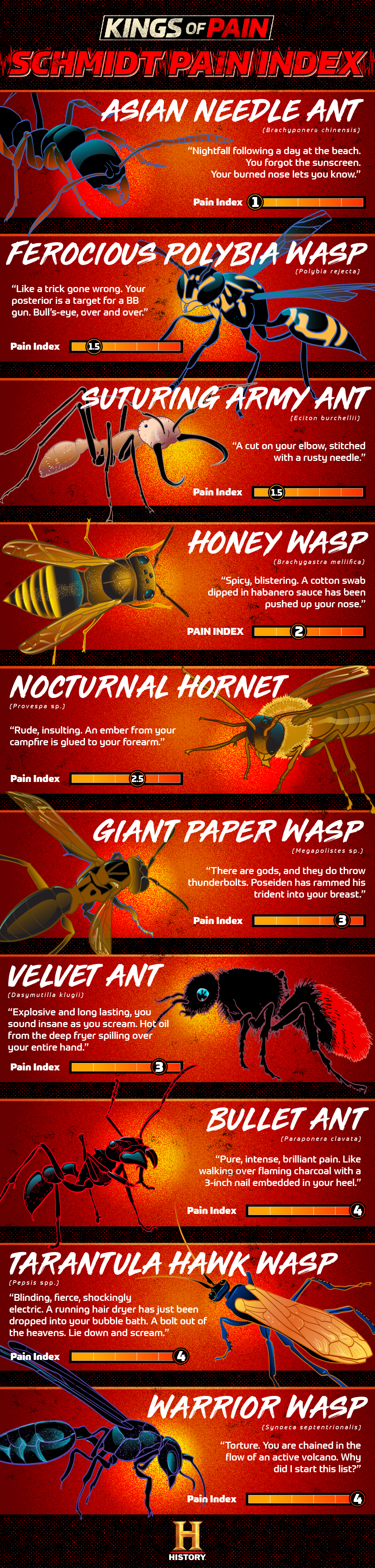 How Much Do Insect Stings Hurt The Schmidt Pain Scale Tells All History Channel